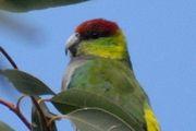 Red-capped Parrot (Purpureicephalus spurius)
